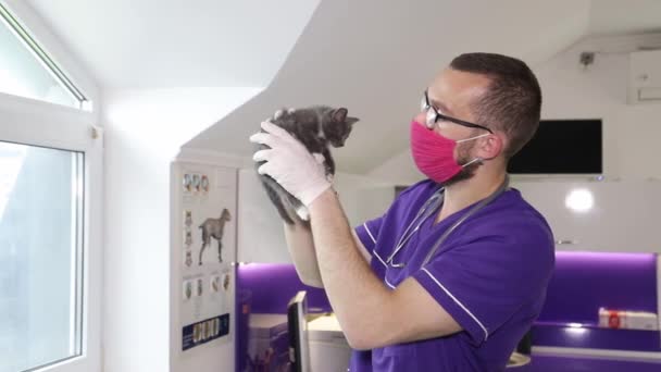 Um veterinário examina um pequeno gato, uma clínica de animais de estimação — Vídeo de Stock