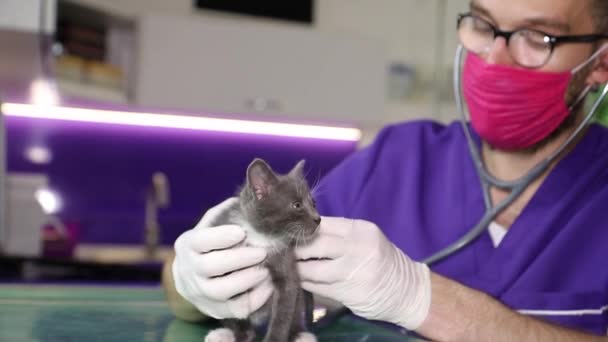 El veterinario examina al pequeño gato. Tratamiento de mascotas. Clínica veterinaria privada moderna — Vídeos de Stock