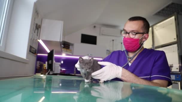 Beteg cica egy állatorvos vizsgálatakor. A kedvtelésből tartott állatok kezelése — Stock videók