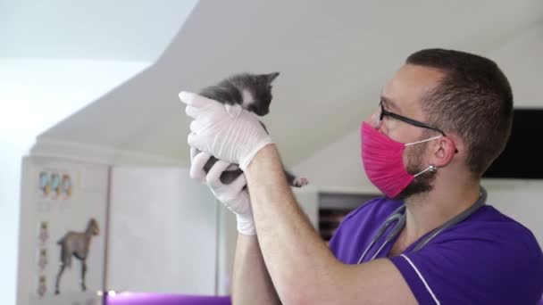 Ένας νεαρός κτηνίατρος εξετάζει ένα χαριτωμένο μικρό γκρι γατάκι σε μια κτηνιατρική κλινική. — Αρχείο Βίντεο