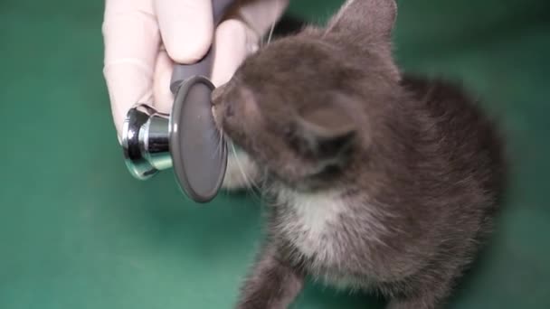 Le vétérinaire examine le petit chat. Traitement des animaux domestiques. Clinique vétérinaire privée moderne — Video