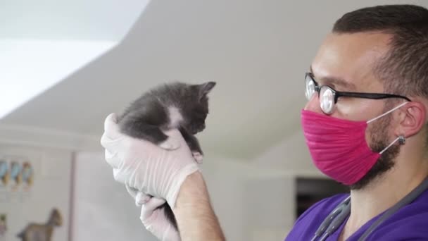 एक पशु चिकित्सक एक छोटी बिल्ली, एक पालतू क्लिनिक की जांच करता है — स्टॉक वीडियो