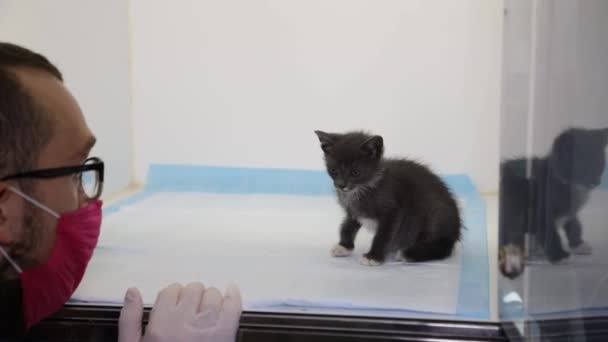 Un veterinario examina a un pequeño gato, una clínica de mascotas — Vídeos de Stock