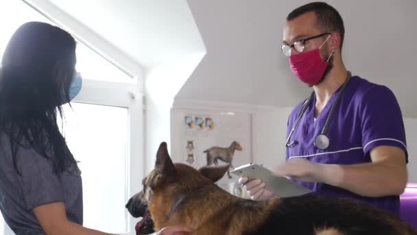 Cão doente em exame por um veterinário. Tratamento de animais de estimação — Vídeo de Stock