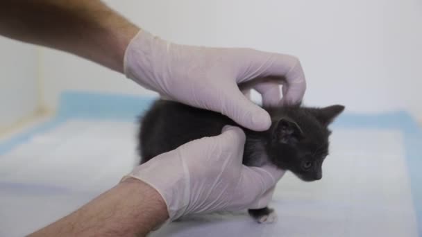 Ein Tierarzt untersucht eine kleine Katze, eine Tierklinik — Stockvideo