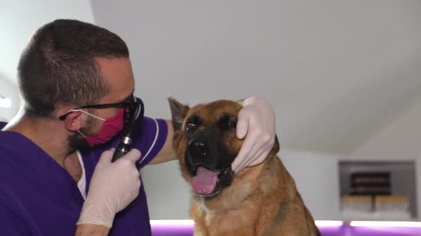 Pastor alemão fechar para exame por um veterinário. Tratamento de animais — Vídeo de Stock