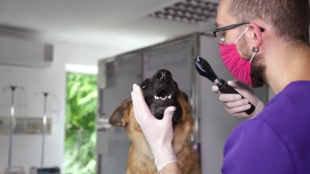 Pastor alemán de cerca para su examen por un veterinario. Tratamiento de los animales — Vídeo de stock