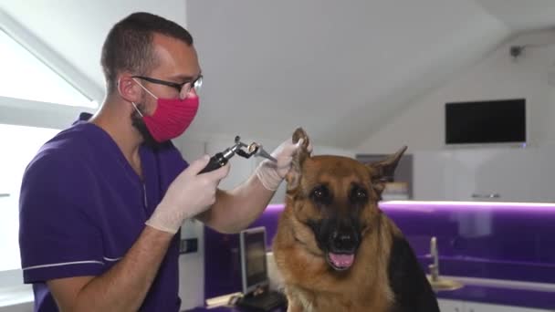 Tierarzt untersucht Ohr eines Schäferhundes. — Stockvideo