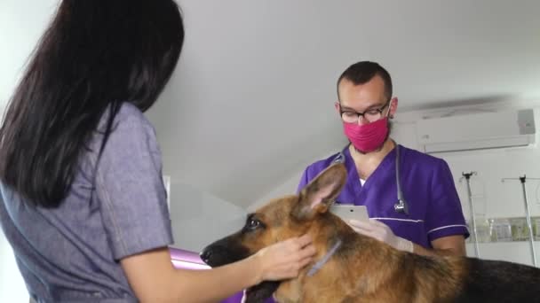 De eigenaar nam zijn hond mee voor onderzoek naar een dierenkliniek. Een trouwe vriend van de Duitse Herder — Stockvideo