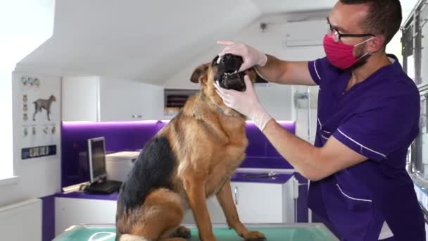 O veterinário examina o cão. Belo fundo roxo. Animais saudáveis — Vídeo de Stock