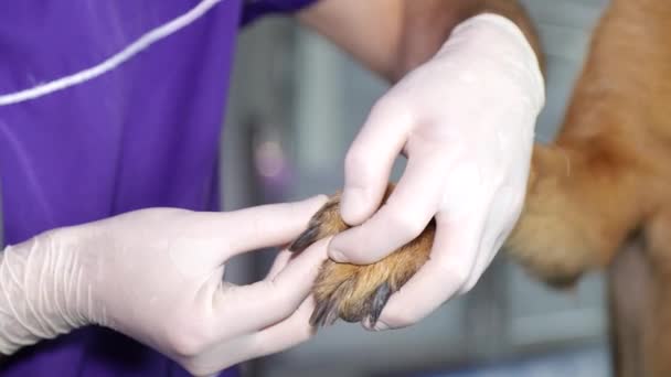 Perro enfermo en el examen por un veterinario. Tratamiento de mascotas — Vídeos de Stock