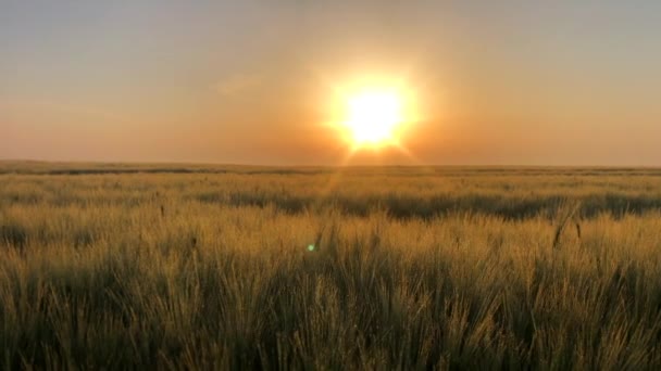 Großes Gerstenfeld mit Morgentau auf den Körnern. Landwirtschaft — Stockvideo
