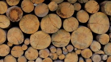 Çoğu orman ağacı kesiyor. Güzel kesilmiş orman, ahşap, arka plan.