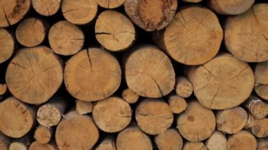 Kesik orman, ölü ağaç, metin için arka plan