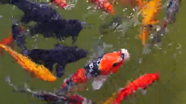 Hermoso pez Koi nadando en el estanque. Primer plano de peces koi coloridos nadando.Vista superior. — Vídeos de Stock
