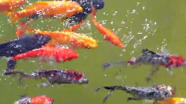 Footage of Fancy Carp swimming in a pond. — Stock Video