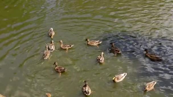 Группа овцебыков, купающихся в озере — стоковое видео