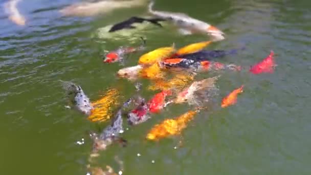 Pohybová skupina barevných koi ryb v průzračné vodě. — Stock video