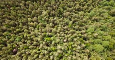Spruce Ormanı. Ormanın kuş bakışı görüntüsü. İnsansız hava aracı ormanın üzerinde daireler çiziyor ve yükseliyor..