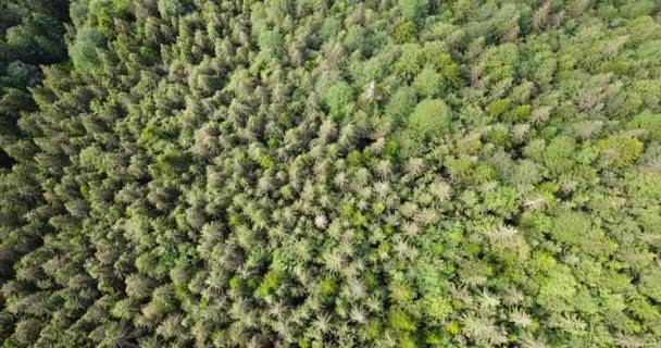 Luc Erdő Madártávlatból Látni Erdőt Drón Köröz Erdő Fölé Emelkedik — Stock videók