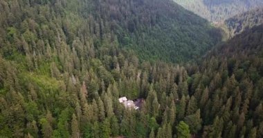 Kuş gözünden orman