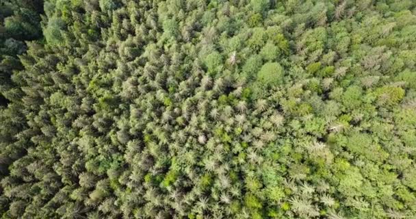 在高山上的松林上飞行 鸟瞰自然美景 — 图库视频影像