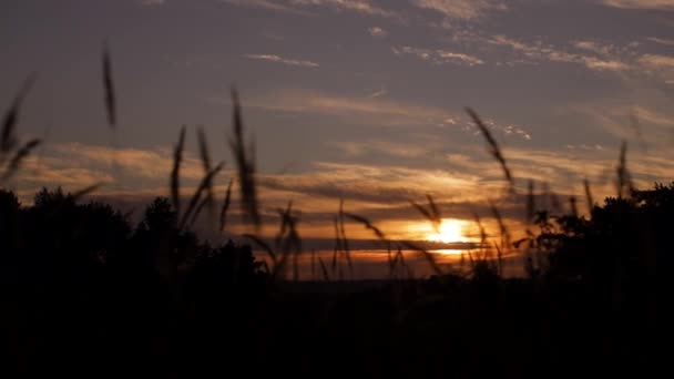 Прекрасний вид на поле дикої природи на заході сонця, висока суха трава в полі — стокове відео