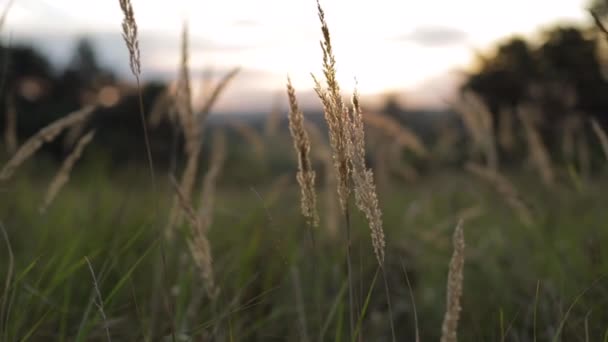 Uzun kurumuş çimenlerin siluetiyle güzel bir gün batımı. — Stok video