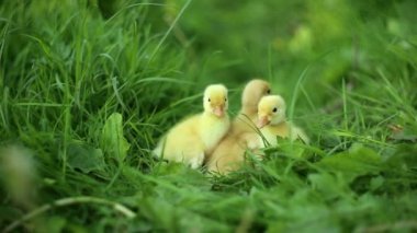 Beş küçük ördek yavrusu yeşil çimlerin üzerinde