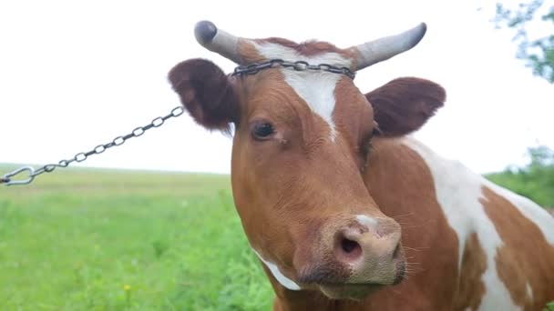 Молода корова випасає на зеленому лузі. Вона жує траву, крупним планом. Зелений фон . — стокове відео