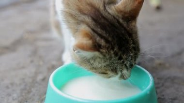 Kediler kaseden süt içiyor. Yukarıdan görüntüle.