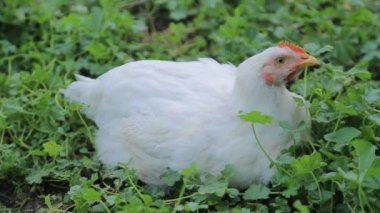 Beyaz bir tavuk açık alanda yiyecek arıyor.
