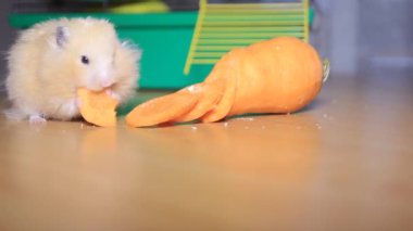 Hamster havuç yer, fare yer.