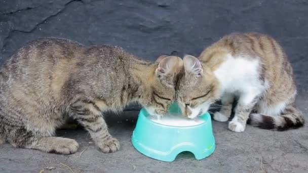 Katten die melk uit de kom drinken. Uitzicht van bovenaf — Stockvideo