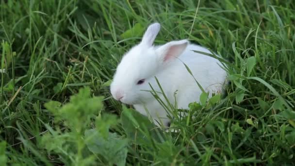 Weißes Kaninchen auf dem Gras, Hase, Ostern — Stockvideo