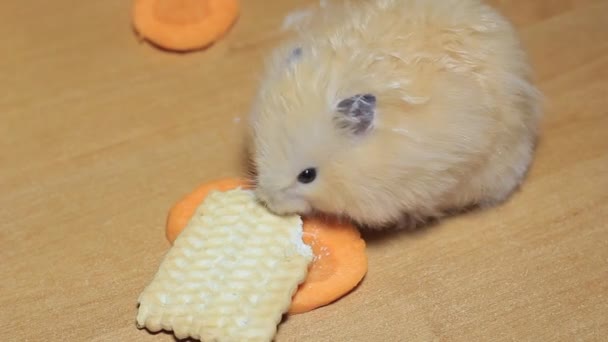 Hamster come cenouras, jantar rato — Vídeo de Stock