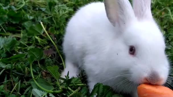 Λευκό μικρό κουνέλι τρώει ένα καρότο — Αρχείο Βίντεο