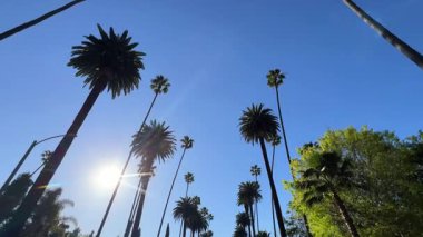 Kaliforniya, ABD 'deki yüksek palmiye ağaçlarının manzarası. Ağaçlar sıcak güneş ışığıyla aydınlatılıyor ve bölgenin güneşli yaşam tarzını temsil eden açık mavi bir gökyüzüne doğru batıyor..