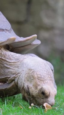 Büyük bir kaplumbağa yiyecek yerken yeşil bitki örtüsünün içinden geçer. Doğal davranışı, yiyecek arayışı ve doğayla bağlantıyı vurgulayan barışçıl vahşi yaşam sahnesi.