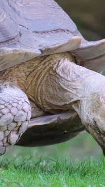 Yeşillik çimenlerdeki kaplumbağa doğal ortamında zarifçe yiyor ve hareket ediyor. Dikey video.