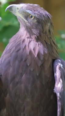 Bir siyah kartal, yanında mor bir kuşla bir ağaç dalında oturuyor ve parlak renk kontrastı ekliyor. Yırtıcı kuşlar, doğa ve biyolojik çeşitliliği ön plana çıkaran vahşi yaşam sahnesi.