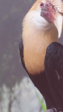 Etrafı tropik yeşilliklerle çevrili bir ağaç dalına renkli bir tukan tünediğinde, yakınındaki siyah ve beyaz bir kuş doğal bir kontrastlık yaratır. Vahşi yaşam sahnesi doğada biyolojik çeşitlilik ve uyum gösteriyor..