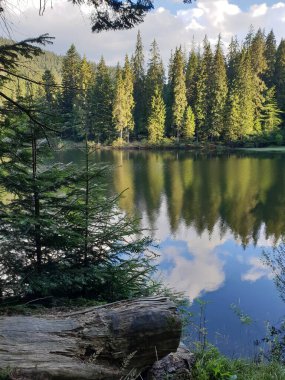 Göl ve ormanlı güzel bir manzara.