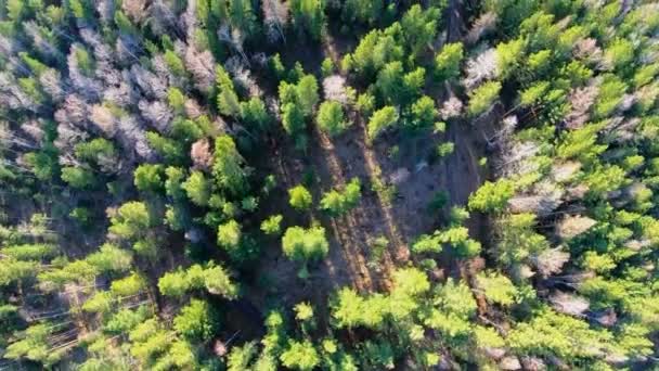 Vista aérea das copas das árvores. A câmara avança sobre a floresta. Sibéria — Vídeo de Stock