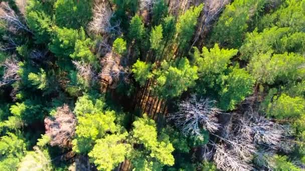 Vista aérea das copas das árvores. A câmara avança sobre a floresta. Sibéria — Vídeo de Stock