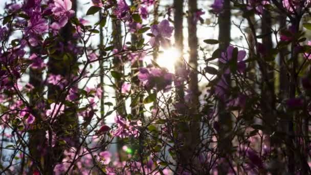 Beau coucher de soleil en forêt. Rayons de coucher de soleil lumière fleurs roses étonnantes — Video
