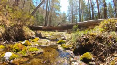 Ormandaki dağ deresi