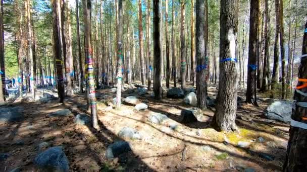 Bosque sagrado. Árboles con cintas de colores y piedras grandes — Vídeos de Stock