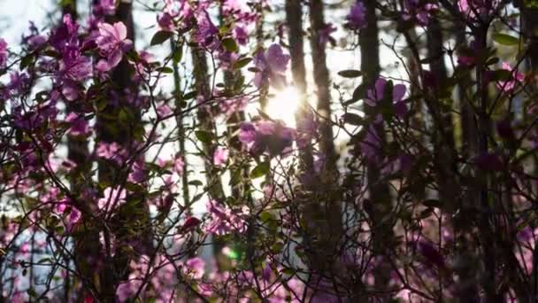 Hermosa puesta de sol en el bosque. Rayos de puesta de sol iluminación increíbles flores de color rosa — Vídeo de stock