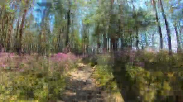 Perspectiva pessoal de caminhar por um caminho na floresta. Flores cor de rosa, timelapse — Vídeo de Stock